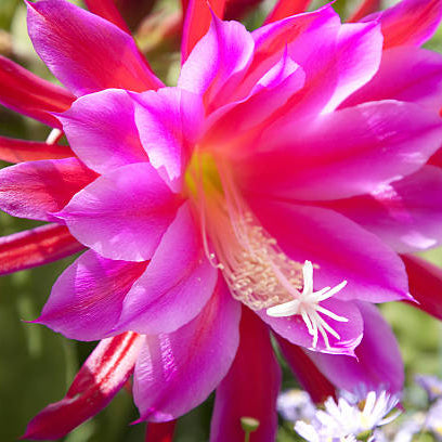 cactus orchids Epiphyllum Orchid Cactus – Chelsea Garden Center