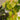 lemon lime philodendron 2