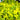 Lysimachia 'Aurea' (Creeping Jenny)