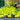 Lysimachia 'Aurea' (Creeping Jenny)