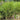 Miscanthus WorryFree® 'Bandwidth™' (Ornamental Grass)