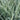 Ornamental Grass: Miscanthus 'Variegatus' OVD