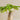 money tree stump