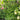 Euonymus 'Manhattan' Esp screen trellis