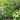 Euonymus 'Manhattan' Esp screening trellis