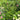 Euonymus 'Manhattan' Esp screening