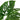 Monstera Andansonii | Swiss Cheese Plant