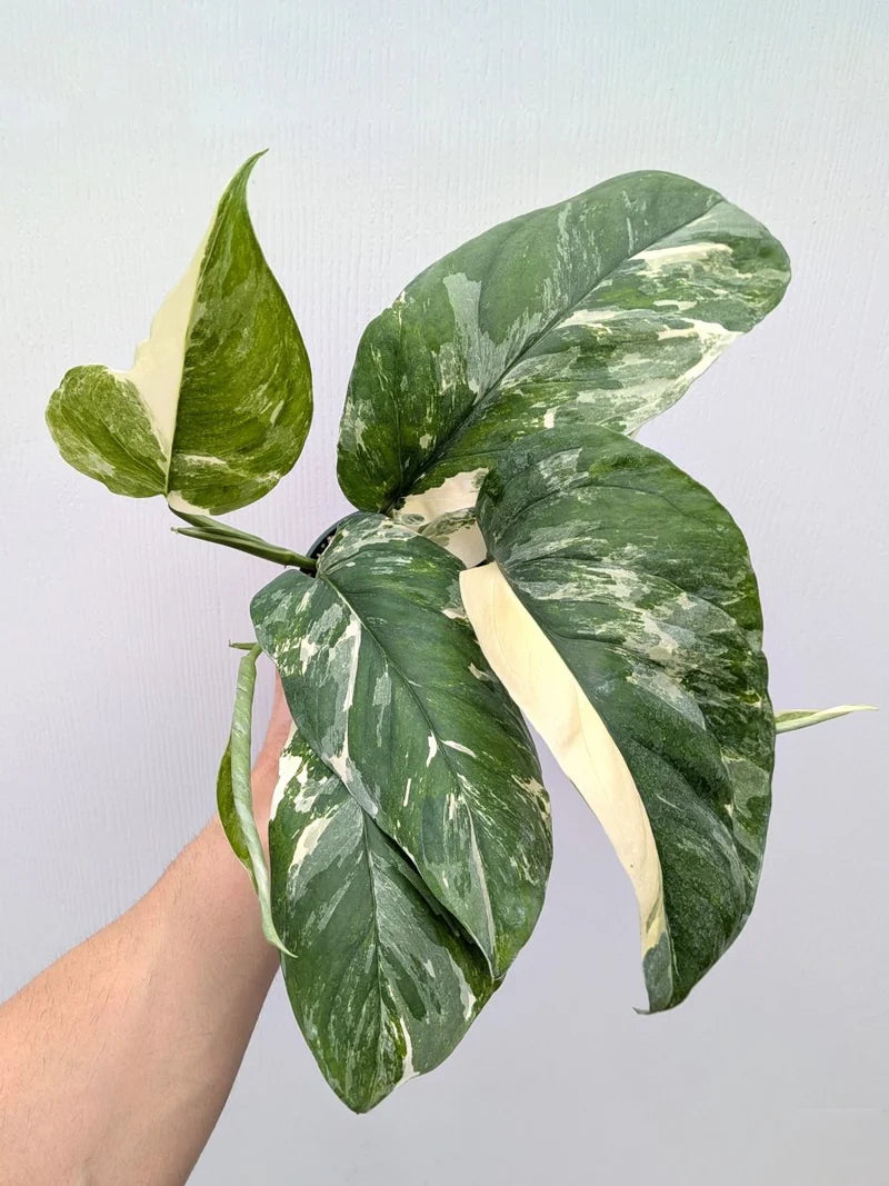Monstera Lechleriana Variegata – Chelsea Garden Center