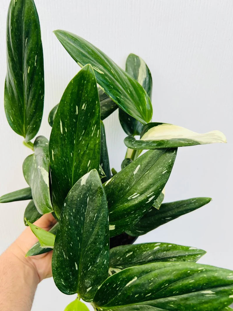 Monstera standleyana var. albo – Chelsea Garden Center