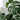 monstera