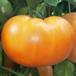 Beefsteak Carolina Gold Tomato