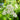 Achillea millefolium (Yarrow) PRC native