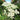 Achillea millefolium (Yarrow) PRC