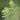 Oregano Greek (Organic)