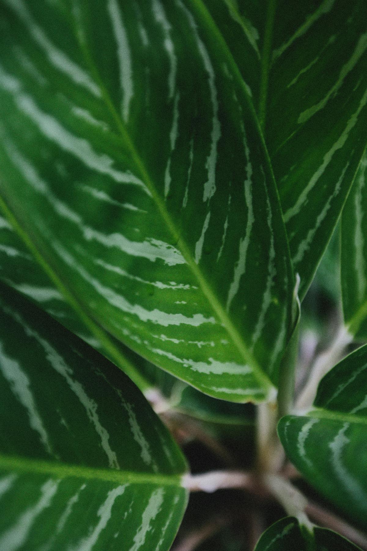 Aglaonema Stripes – Chelsea Garden Center