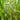 Miscanthus WorryFree® 'Bandwidth™' (Ornamental Grass)