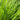 Miscanthus WorryFree® 'Scout™' (Ornamental Grass)