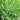 Lavandula x 'Sensational!®' (Hybrid English Lavender)