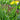 Lavandula x 'Sensational!®' (Hybrid English Lavender)