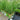 Miscanthus WorryFree® 'Scout™' (Ornamental Grass)