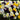 Pansy Cool Wave