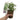 Petroselinum 'Forest Green' (Parsley)