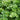 Petroselinum 'Forest Green' (Parsley)