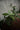 Money Tree Stump (Pachira Aquatica)