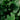 alocasia
