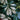Schefflera Arboricola Variegated 1