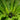birdsnest fern