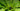 birdsnest fern