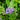 Eupatorium coelestinum (Hardy Ageratum) native