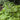 HOSTA SUM AND SUBSTANCE