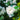 Philadelphus x Snow White™ 'Snowwhite Fantasy' (Mockorange)