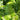 Polystichum polyblepharum (Tassel Fern)