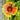 Gaillardia aristata SpinTop® 'Copper Sun' (Blanketflower)