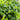 Vinca minor 'Bowles' (Periwinkle)