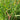 Ornamental Grass: Panicum 'Shenandoah' (Switch Grass)