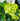 Hydrangea grin and tonic