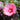 Hibiscus 'Starry Starry Night'