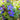Gentiana 'True Blue
