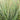 Ornamental Grass: Schizachyrium Prairie Winds® 'Blue Paradise' (Little bluestem) OVD