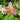 Hydrangea paniculata 'Little Quick Fire®'