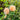 Rose flavorette honey-apricot edible rose Proven winner