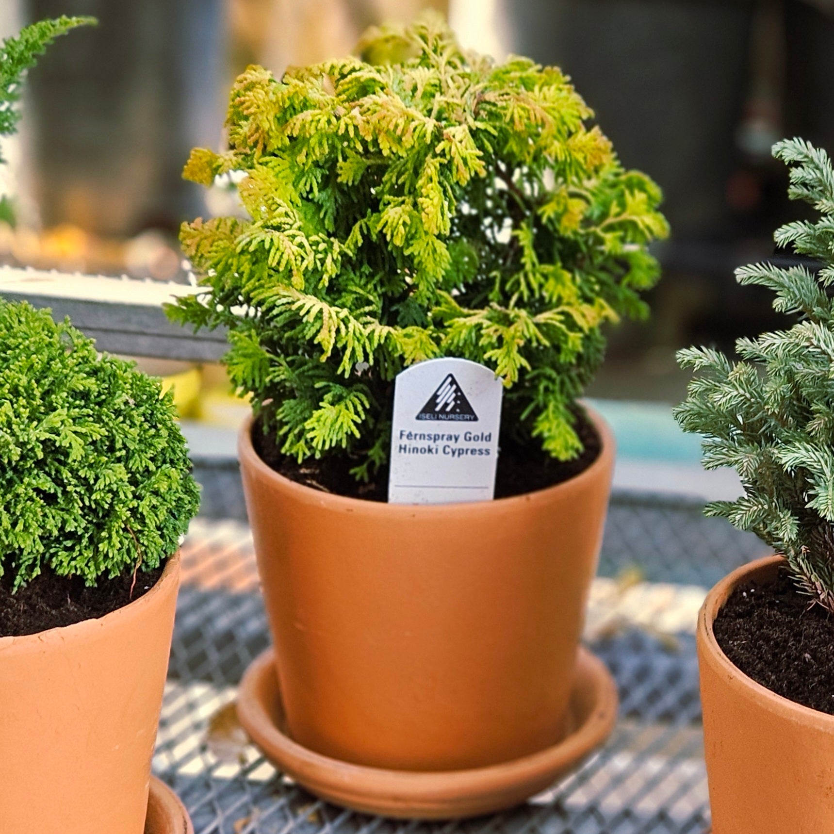 Chamaecyparis obtusa 'Fernspray Gold' (Compact Hinoki Cypress