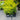 Chamaecyparis pisifera 'King's Gold' (False Cypress)