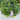 Rhododendron Holden's™ Fuchsia