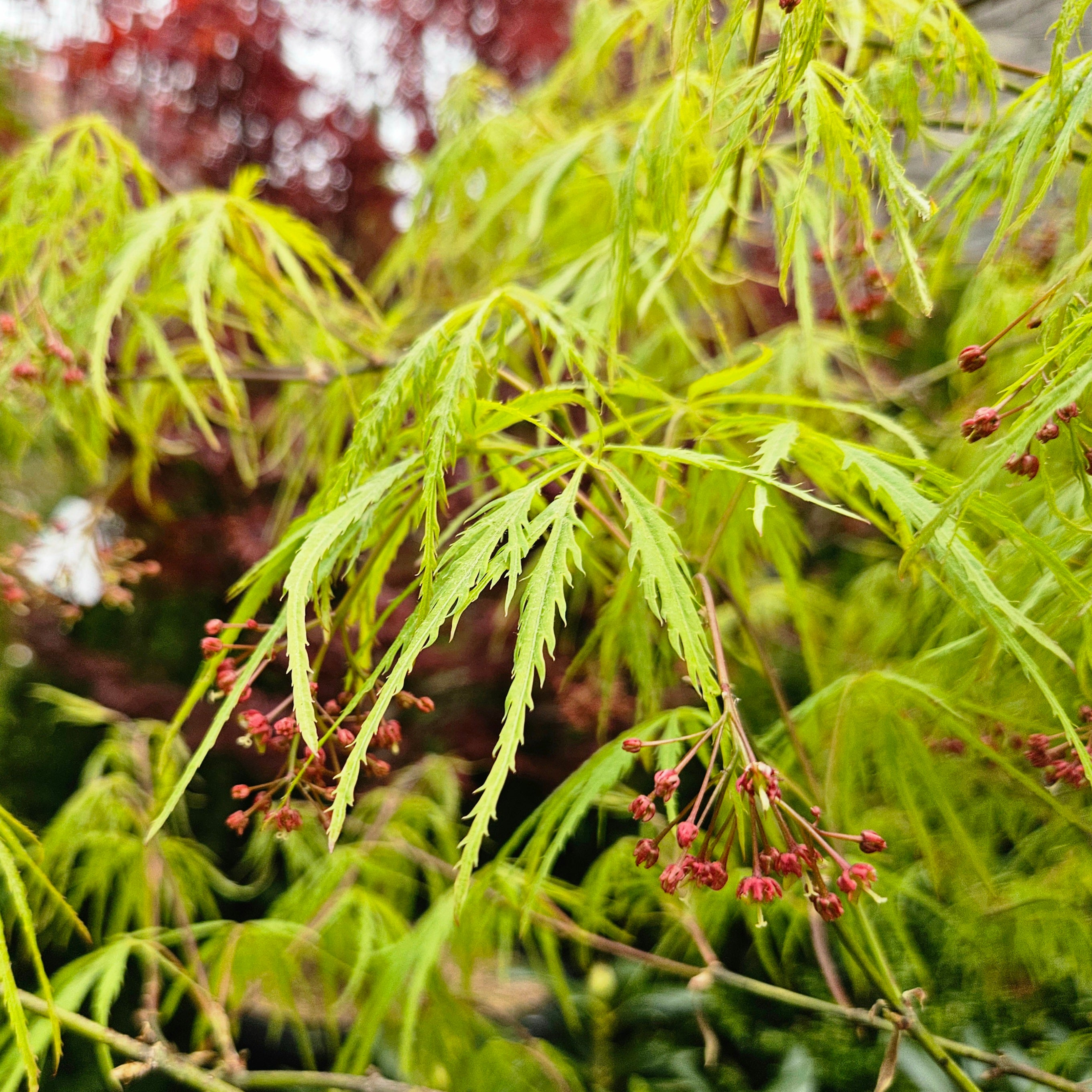 Acer palmatum 'Viridis' (Japanese Maple) – Chelsea Garden Center