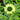 Echinacea 'Green Jewel' (Coneflower)